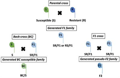 Inheritance of Mesotrione Resistance in an Amaranthus tuberculatus (var. rudis) Population from Nebraska, USA